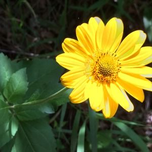 Meet your Posher, Liz